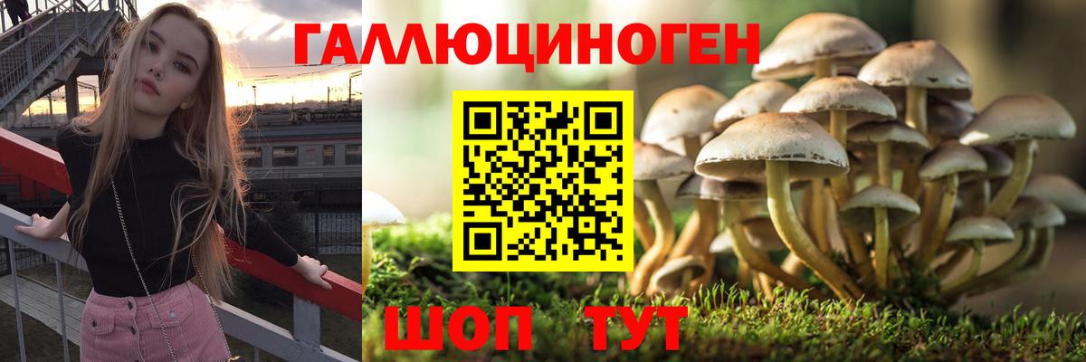 Галлюциногенные грибы GOLDEN TEACHER  Галлюциногенные грибы Psilocybine cubensis  Ижевск  Вход с VPN 